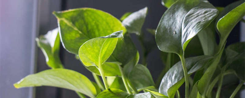 绿萝有毒吗 绿萝有毒吗对人有害吗