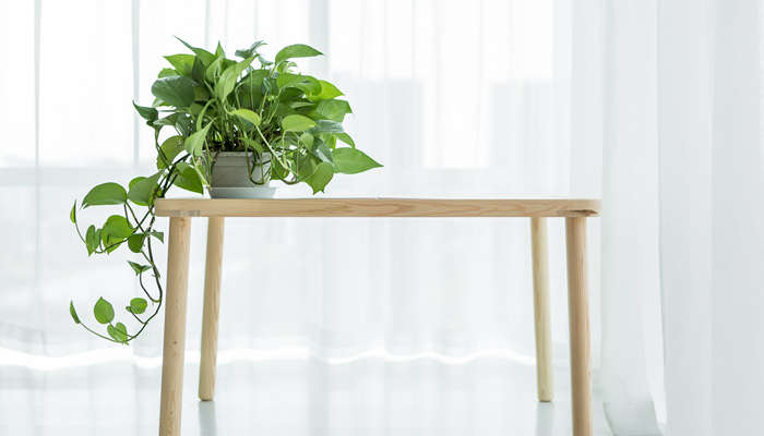 绿萝有毒吗 绿萝有毒吗对人有害吗