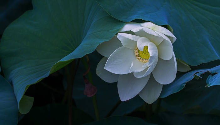 夏至是什么时候 夏至是什么时候到的