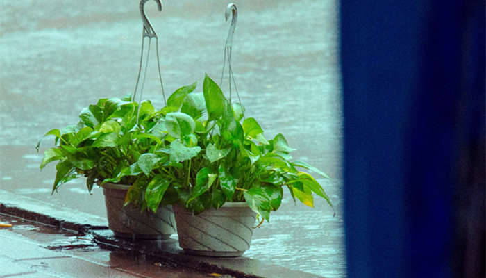 绿萝有毒吗 绿萝有毒吗对人有害吗