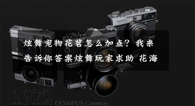 炫舞宠物花茗怎么加点？我来告诉你答案炫舞玩家求助 花海精灵应该怎么玩？