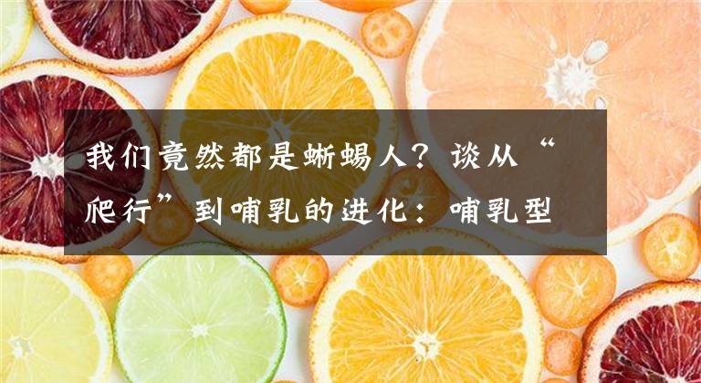 我们竟然都是蜥蜴人？谈从“爬行”到哺乳的进化：哺乳型动物