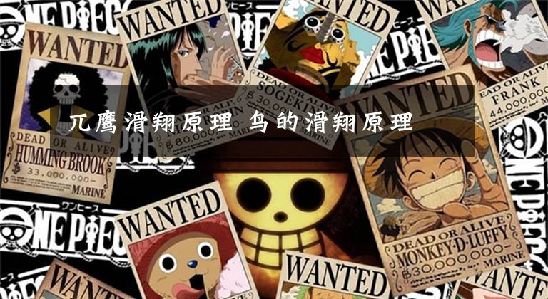 兀鹰滑翔原理 鸟的滑翔原理