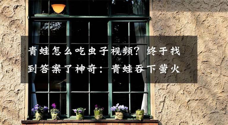 青蛙怎么吃虫子视频?终于找到答案了神奇:青蛙吞下萤火虫后胃部闪闪发光