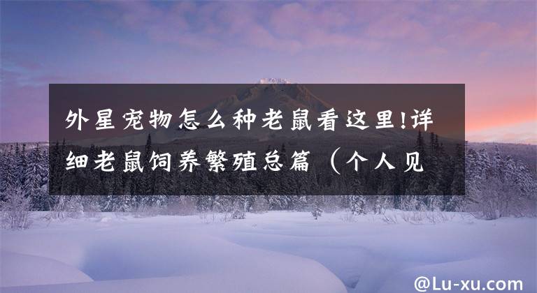 外星宠物怎么种老鼠看这里!详细老鼠饲养繁殖总篇（个人见解）