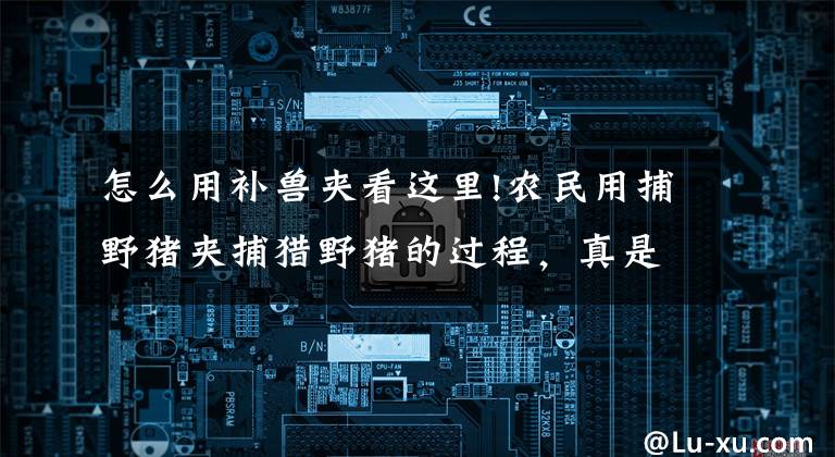 怎么用补兽夹看这里!农民用捕野猪夹捕猎野猪的过程，真是涨知识了
