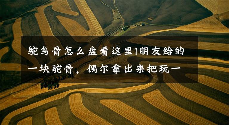 鸵鸟骨怎么盘看这里!朋友给的一块驼骨,偶尔拿出来把玩一下,大神们给看看做个什么好