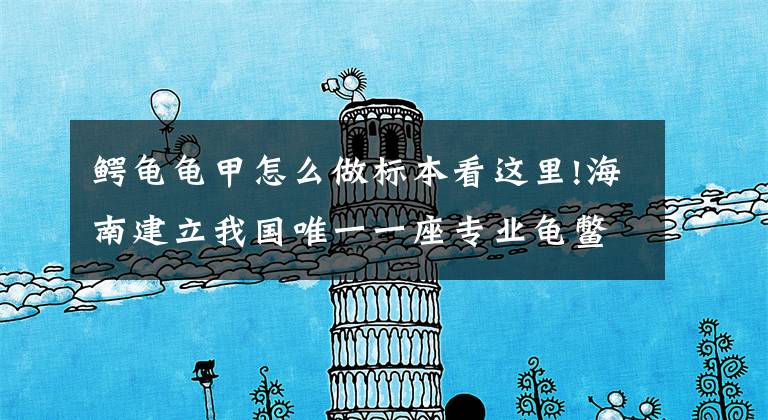 鳄龟龟甲怎么做标本看这里!海南建立我国唯一一座专业龟鳖博物馆 收集150多种龟鳖标本