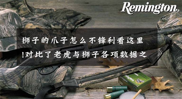 狮子的爪子怎么不锋利看这里!对比了老虎与狮子各项数据之后，发现狮子真的很难打赢老虎