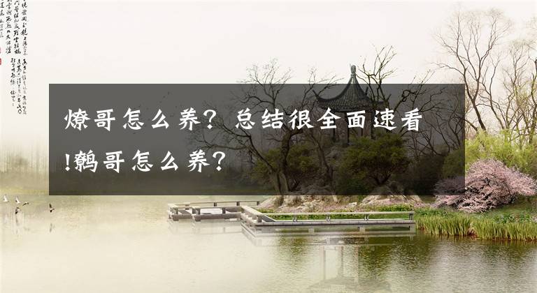 燎哥怎么养?总结很全面速看!鹩哥怎么养?