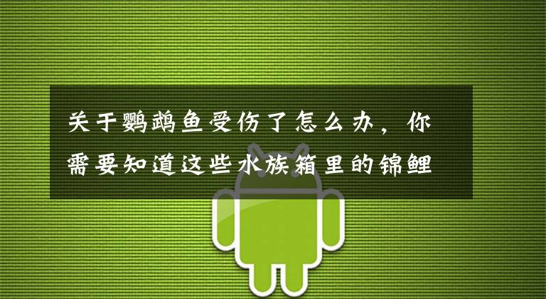 关于鹦鹉鱼受伤了怎么办，你需要知道这些水族箱里的锦鲤嘴巴烂了，我们该如何治疗？