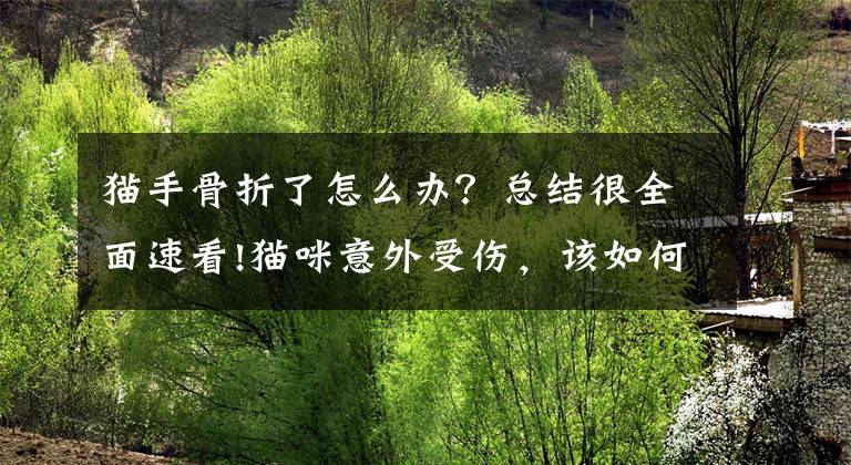 猫手骨折了怎么办？总结很全面速看!猫咪意外受伤，该如何处理才不会伤害到它