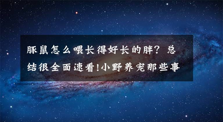 豚鼠怎么喂长得好长的胖？总结很全面速看!小野养宠那些事儿，什么宠物都能养成圆滚滚，我的荷兰猪养成记