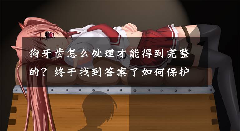 狗牙齿怎么处理才能得到完整的？终于找到答案了如何保护狗狗的牙齿健康？