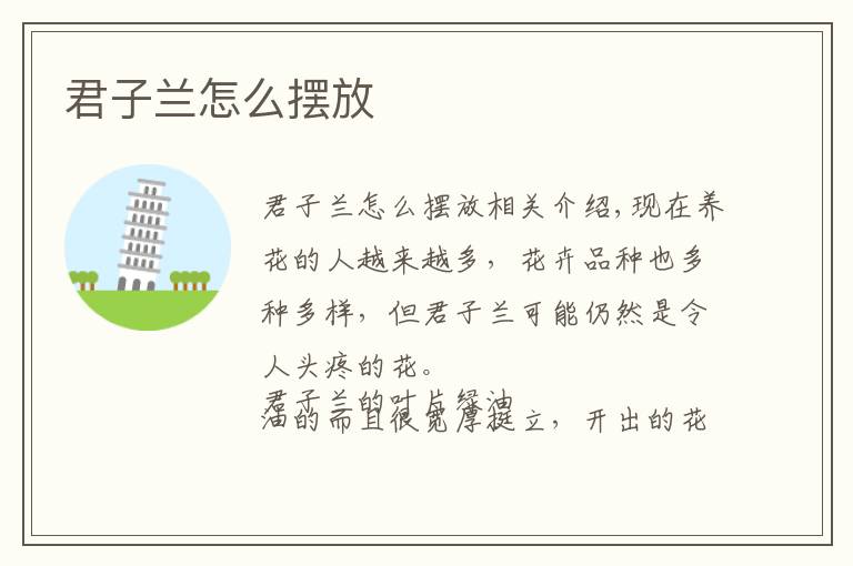 君子兰怎么摆放