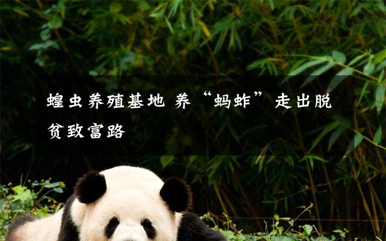 蝗虫养殖基地 养“蚂蚱”走出脱贫致富路