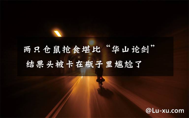 两只仓鼠抢食堪比“华山论剑” 结果头被卡在瓶子里尴尬了