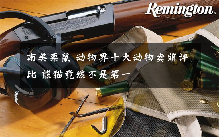 南美栗鼠 动物界十大动物卖萌评比 熊猫竟然不是第一