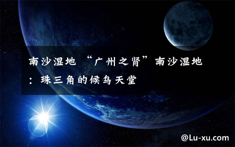 南沙湿地 “广州之肾”南沙湿地:珠三角的候鸟天堂