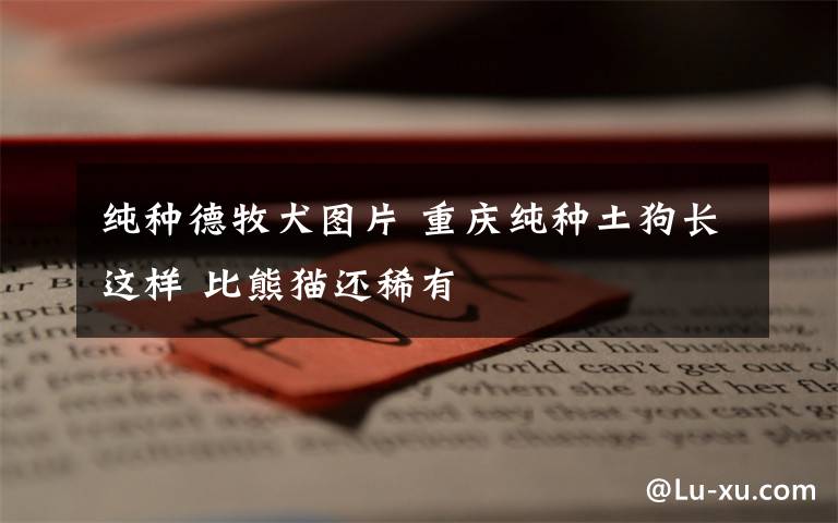 纯种德牧犬图片 重庆纯种土狗长这样 比熊猫还稀有
