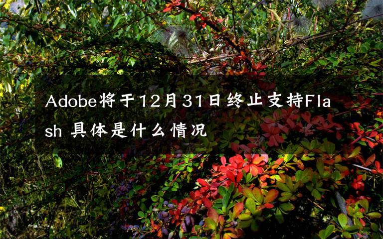 Adobe将于12月31日终止支持Flash 具体是什么情况