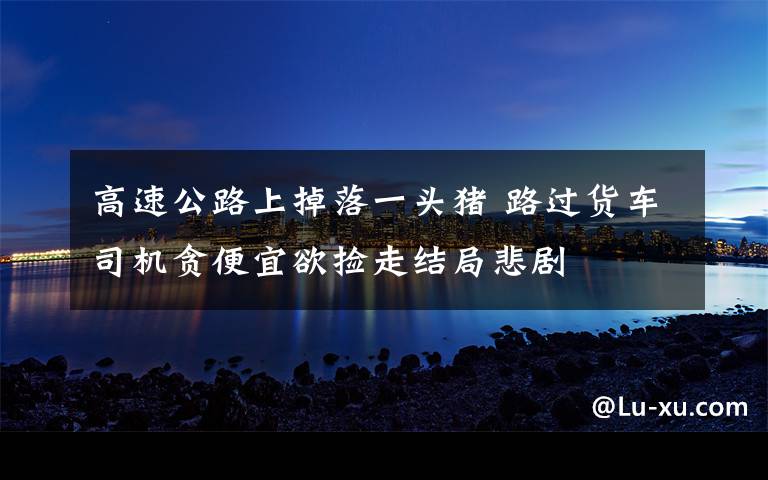 高速公路上掉落一头猪 路过货车司机贪便宜欲捡走结局悲剧