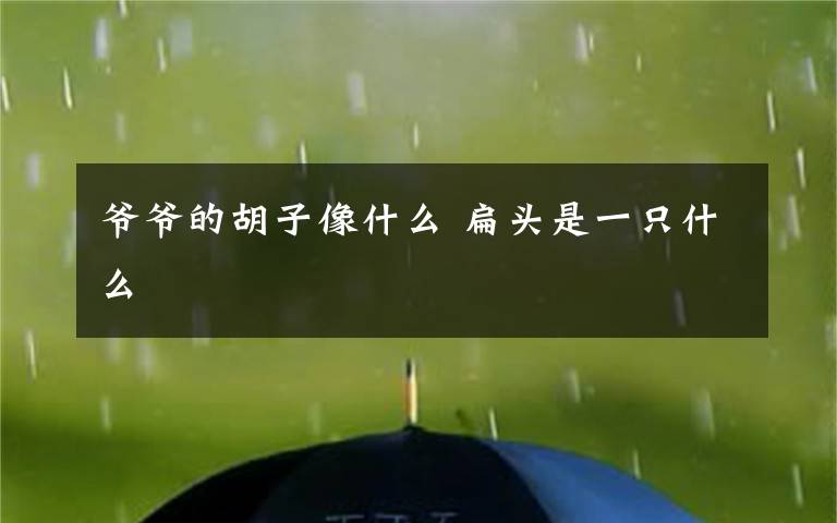 爷爷的胡子像什么 扁头是一只什么