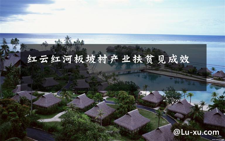 红云红河板坡村产业扶贫见成效