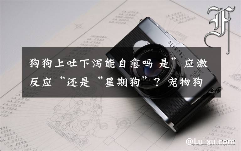 狗狗上吐下泻能自愈吗 是”应激反应“还是“星期狗”?宠物狗买回次日上吐下泻不止