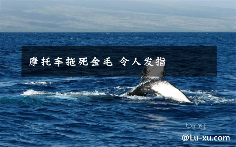 摩托车拖死金毛 令人发指