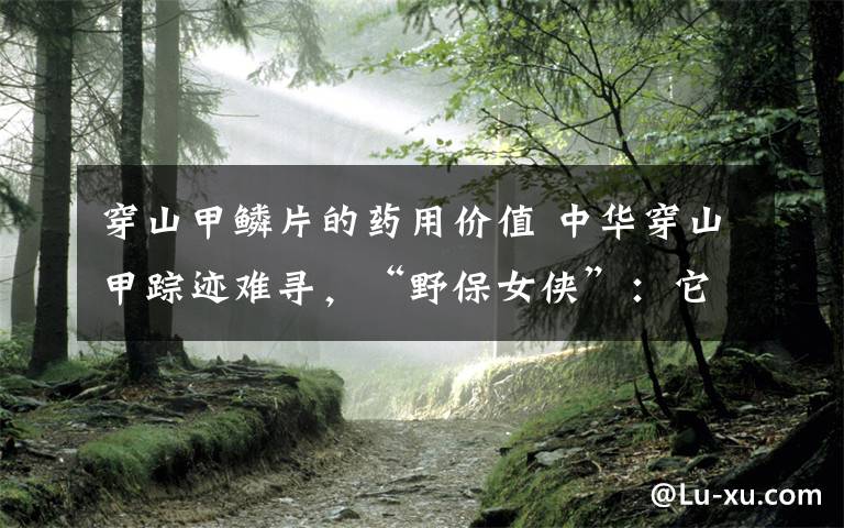 穿山甲鳞片的药用价值 中华穿山甲踪迹难寻,“野保女侠”:它对维持生态平衡至关重要