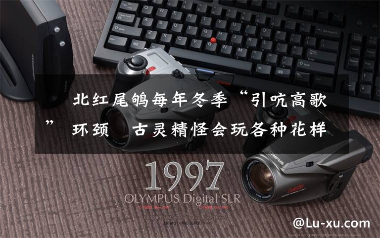 鸻 北红尾鸲每年冬季“引吭高歌” 环颈鸻古灵精怪会玩各种花样