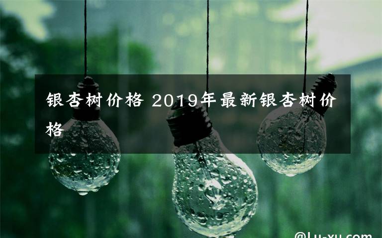 银杏树价格 2019年最新银杏树价格