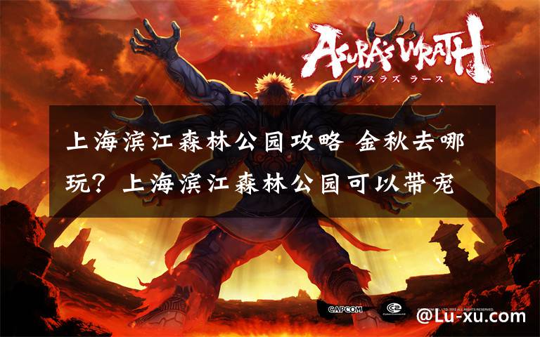 上海滨江森林公园攻略 金秋去哪玩？上海滨江森林公园可以带宠物狗一起嗨