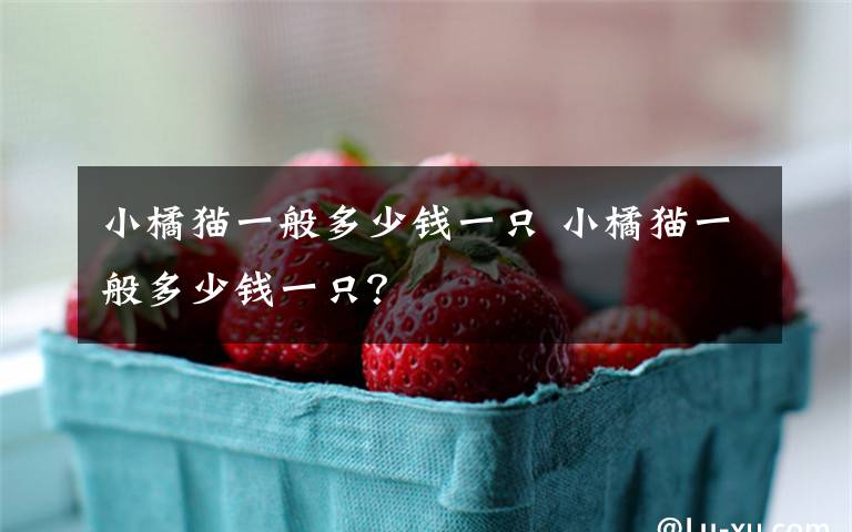 小橘猫一般多少钱一只 小橘猫一般多少钱一只?
