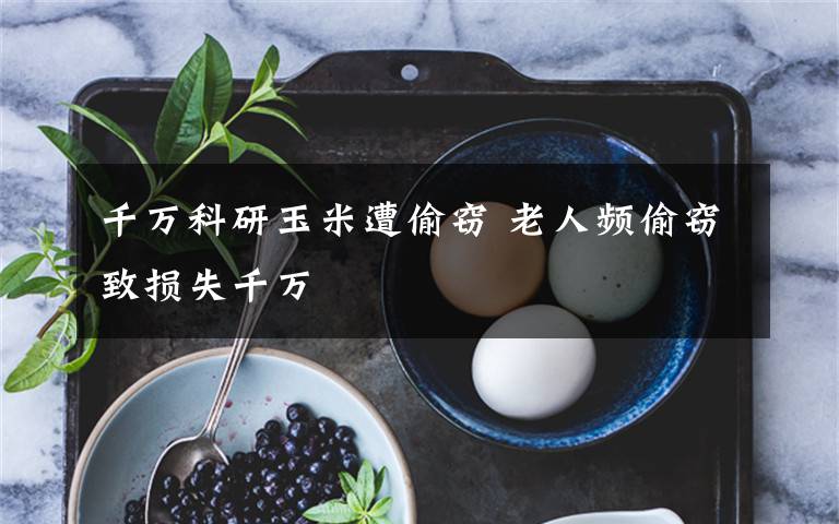 千万科研玉米遭偷窃 老人频偷窃致损失千万