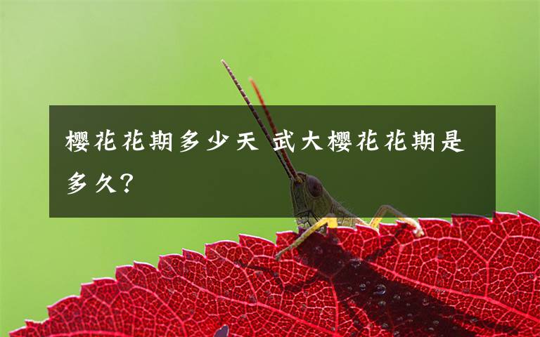 樱花花期多少天 武大樱花花期是多久?