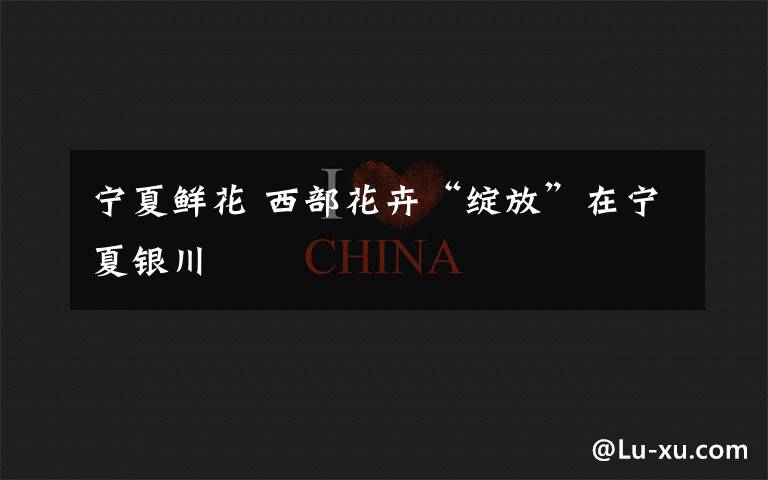 宁夏鲜花 西部花卉“绽放”在宁夏银川