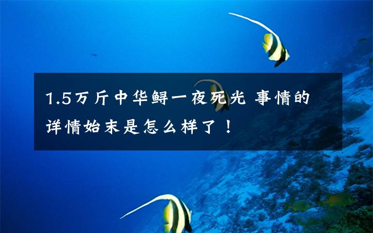 1.5万斤中华鲟一夜死光 事情的详情始末是怎么样了!