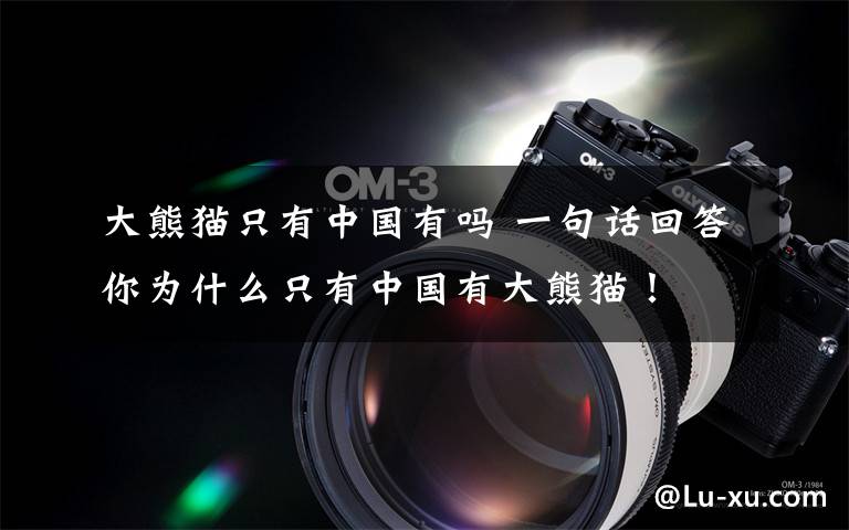 大熊猫只有中国有吗 一句话回答你为什么只有中国有大熊猫!