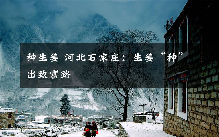 种生姜 河北石家庄:生姜“种”出致富路