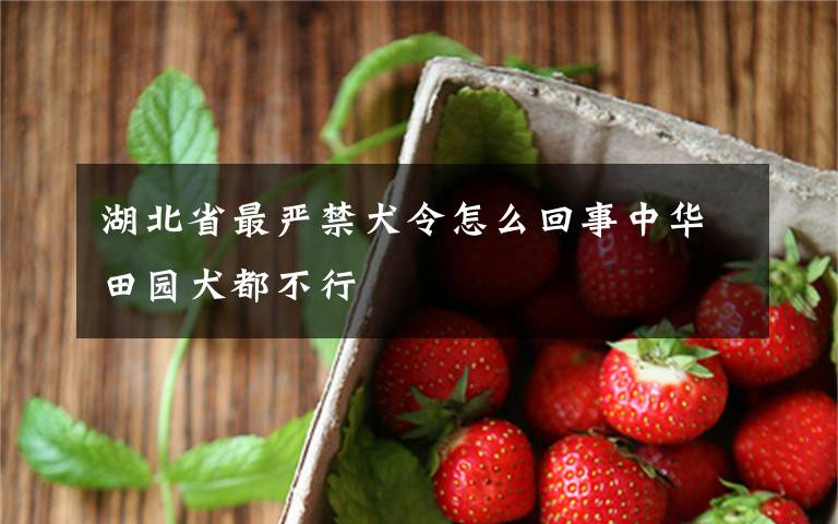 湖北省最严禁犬令怎么回事中华田园犬都不行