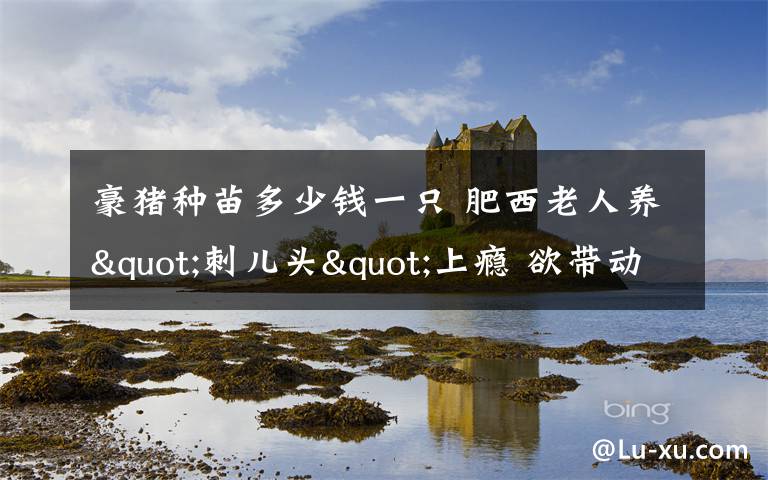 豪猪种苗多少钱一只 肥西老人养"刺儿头"上瘾 欲带动大家致富