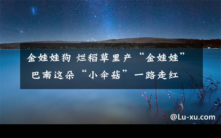 金娃娃狗 烂稻草里产“金娃娃” 巴南这朵“小伞菇”一路走红