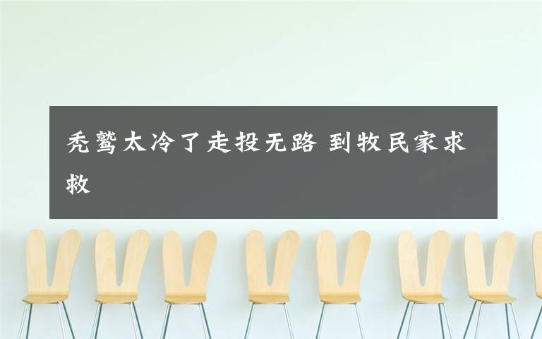 秃鹫太冷了走投无路 到牧民家求救