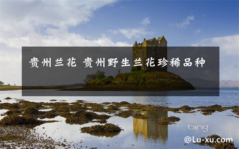 贵州兰花 贵州野生兰花珍稀品种