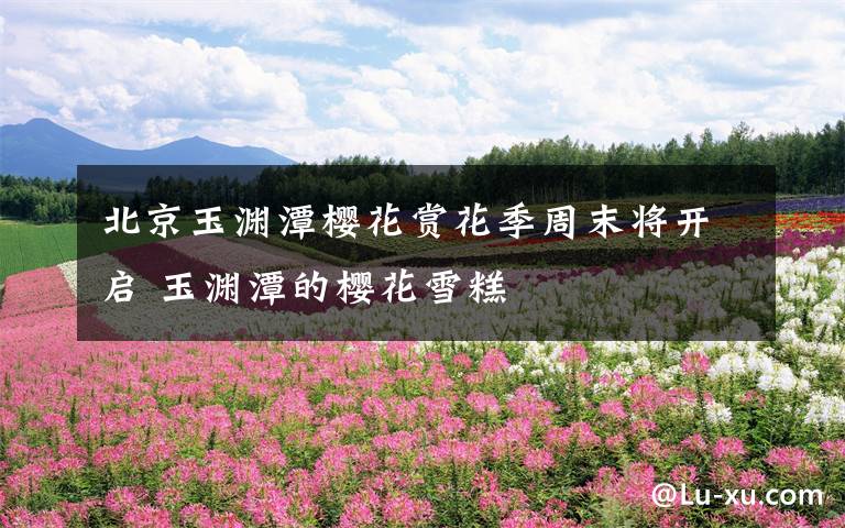 北京玉渊潭樱花赏花季周末将开启 玉渊潭的樱花雪糕