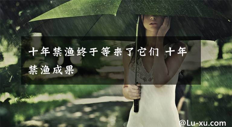 十年禁渔终于等来了它们 十年禁渔成果