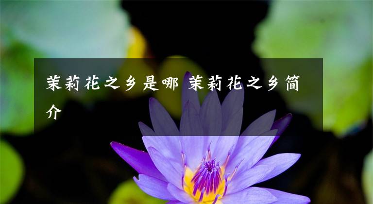 茉莉花之乡是哪 茉莉花之乡简介