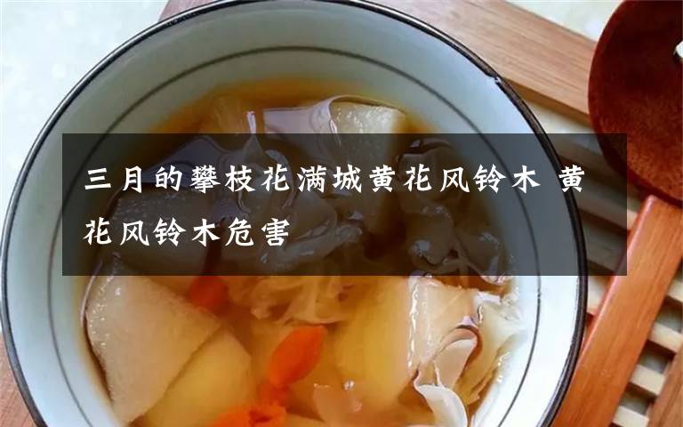 三月的攀枝花满城黄花风铃木 黄花风铃木危害